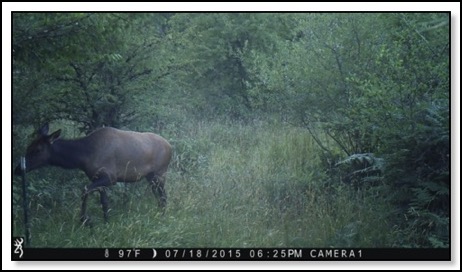 adult-elk-7-22-15