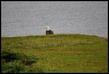 Bald-Eagle-second-7-5-12