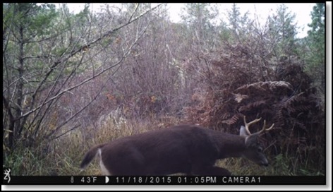 buck-with-rack-of-horns-11-28-15
