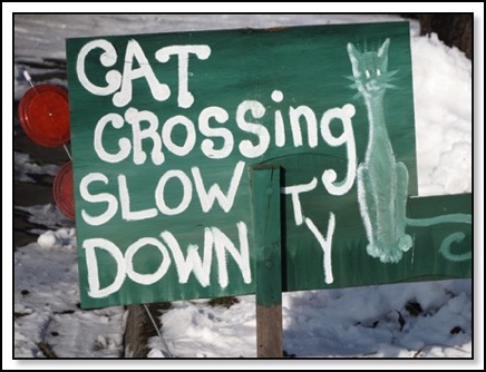 cat-crossing-north-top-12-13-13