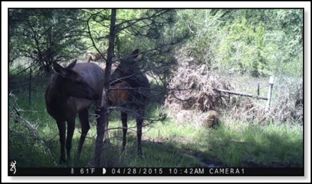 close-elk-viewing-4-30-15