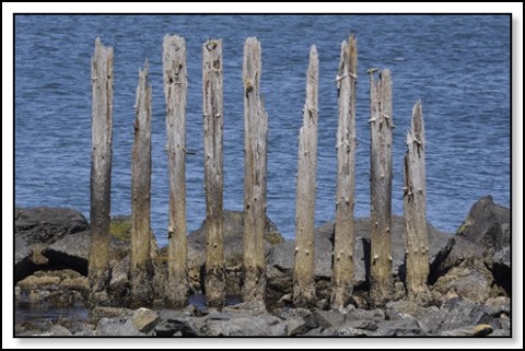 coquille-pilings-9-4-13