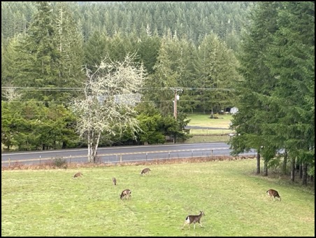 Deer family group
