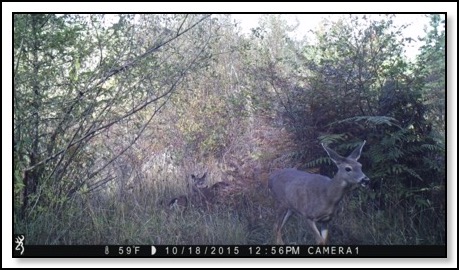 doe-and-fawns-11-4-15