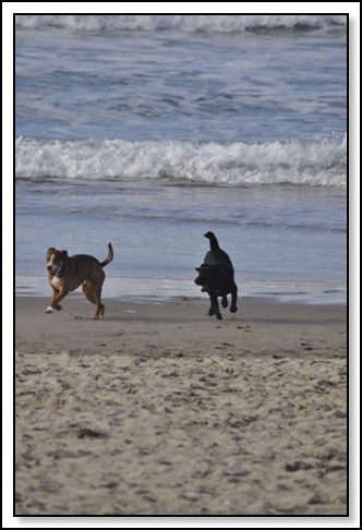 dogbeachfrolic-2-4-14