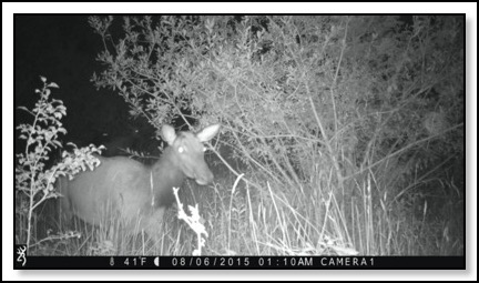 elk-at-night-8-25-15