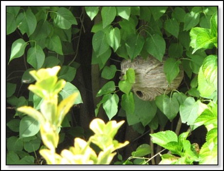 hornets-nest-7-30-13