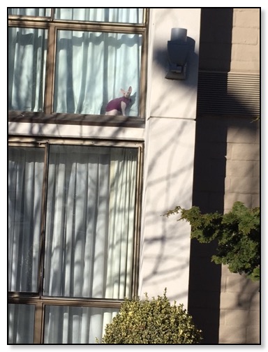 kitty-in-window-1-27-17
