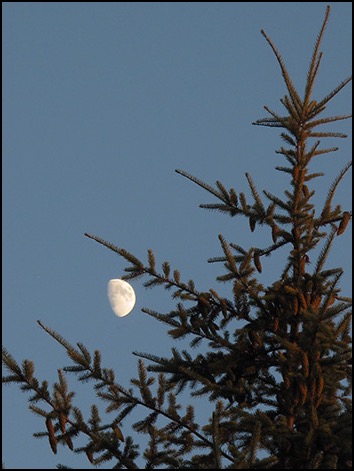 moon-and-tree-tops-smaller-7-2-20