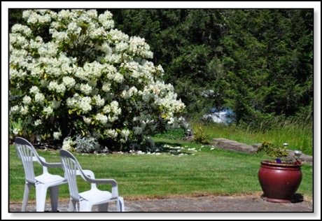 rhododendron-splendor-5-11-15