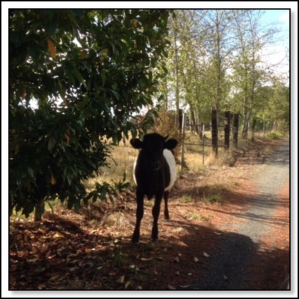 roaming-cows-9-26-14