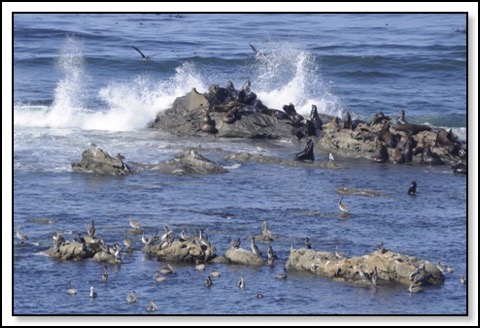 seals-and-birds-9-5-13