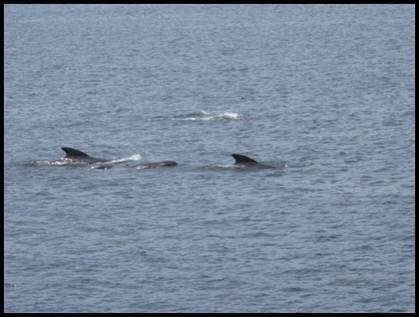 Whales-top-7-8-12