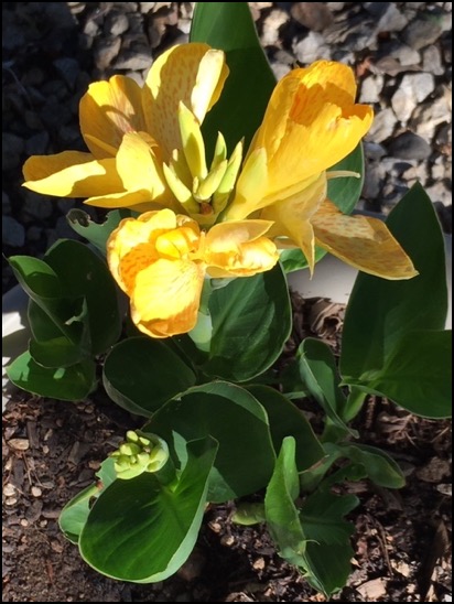 Yellow-flower-plant-8-11-20