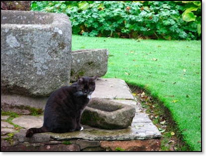 Cat at Crathes Castle copy